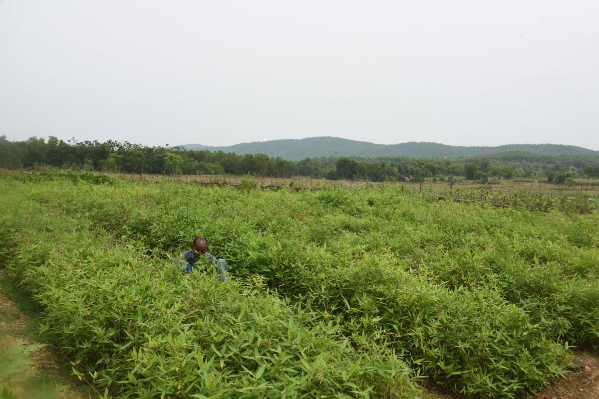 जमशेदपुर: पर्यावरण की रक्षा के साथ-साथ हाथियों को गांवों में प्रवेश करने से रोकेगा बांस का बखार, दलमा की तराई में की गयी है खेती