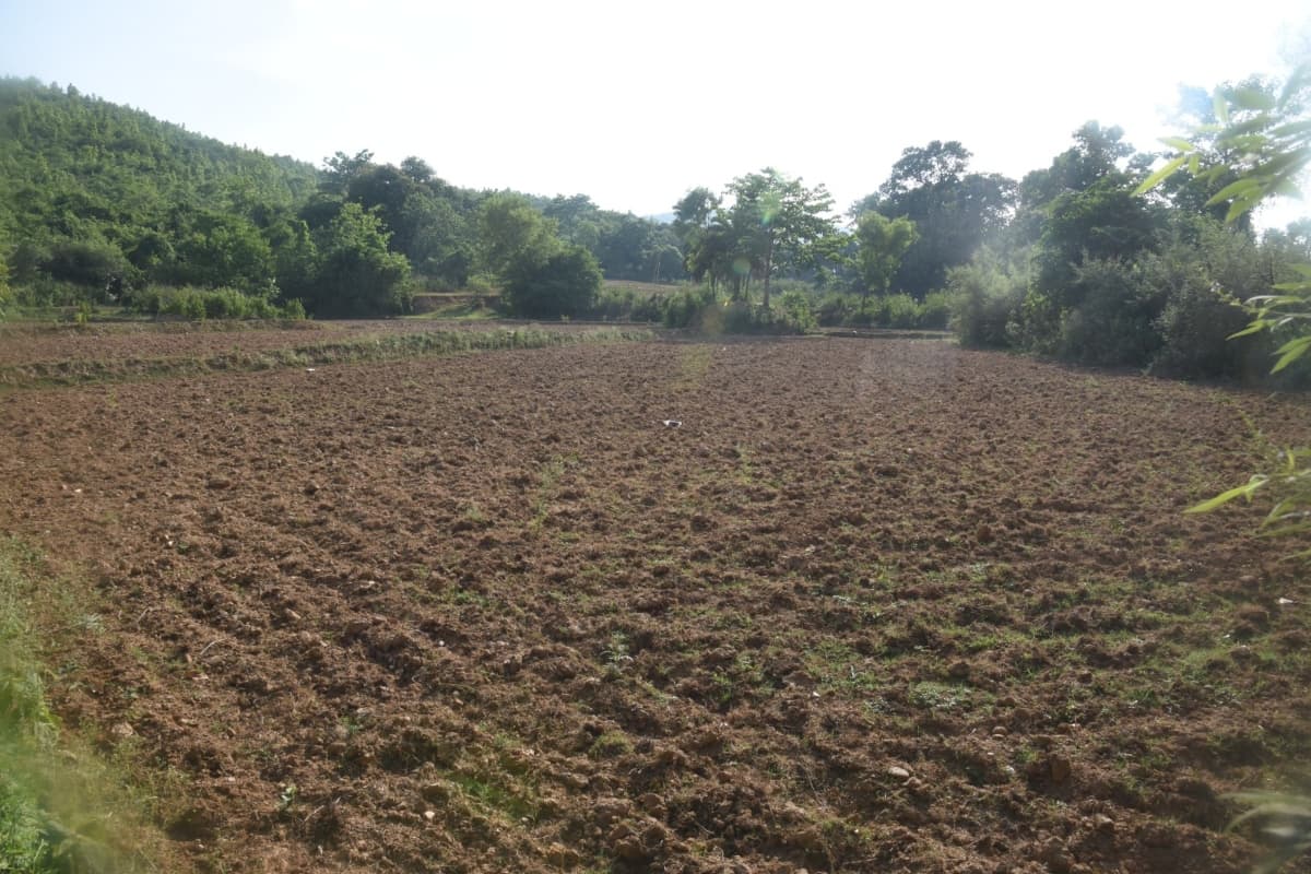 बारिश नहीं होने से पूर्वी सिंहभूम के किसान परेशान, सूखने लगा है बिचड़ा