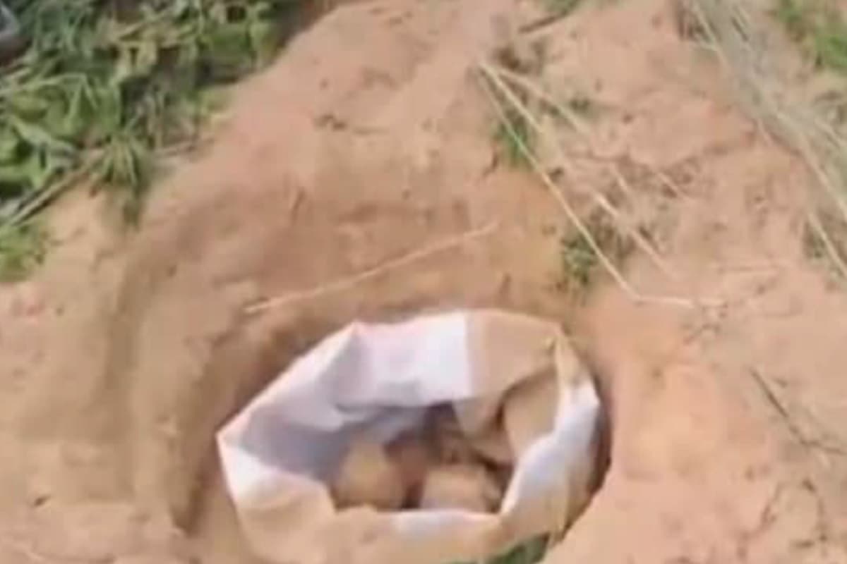 Lok Sabha Election 2024: पश्चिम बंगाल के बीरभूम में मतगणना के पूर्व थैला बम मिलने से मचा हड़कंप, जांच में जुटी पुलिस