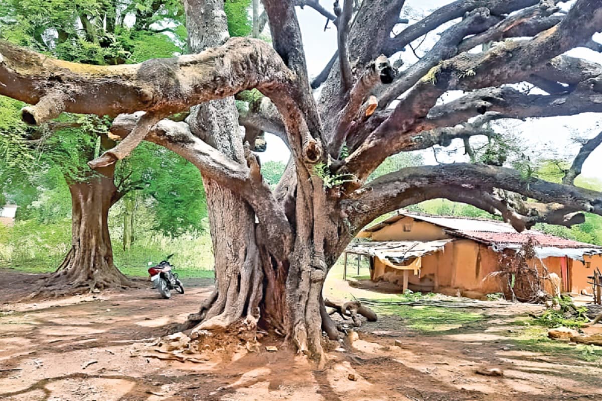 आज भी विकास की बाट जोह रहा है बिरसा मुंडा की कर्मस्थली सिंहभूम का संकरा गांव, जनप्रतिनिधि भी नहीं लेते सुध