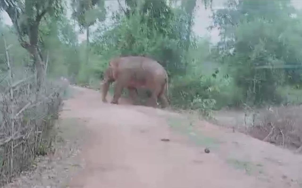 Jharkhand: рдЪрдХреБрд▓рд┐рдпрд╛ рдХреЗ рд░рд╛рдЬрд╛рдмрд╛рд╕рд╛ рдЬрдВрдЧрд▓ рдкрд╣реБрдВрдЪрд╛ 40-50 рд╣рд╛рдерд┐рдпреЛрдВ рдХрд╛ рдЭреБрдВрдб, рдЖрдзрд╛ рджрд░реНрдЬрди рдЧрд╛рдВрд╡ рдХреЗ рд▓реЛрдЧ рджрд╣рд╢рдд рдореЗрдВ