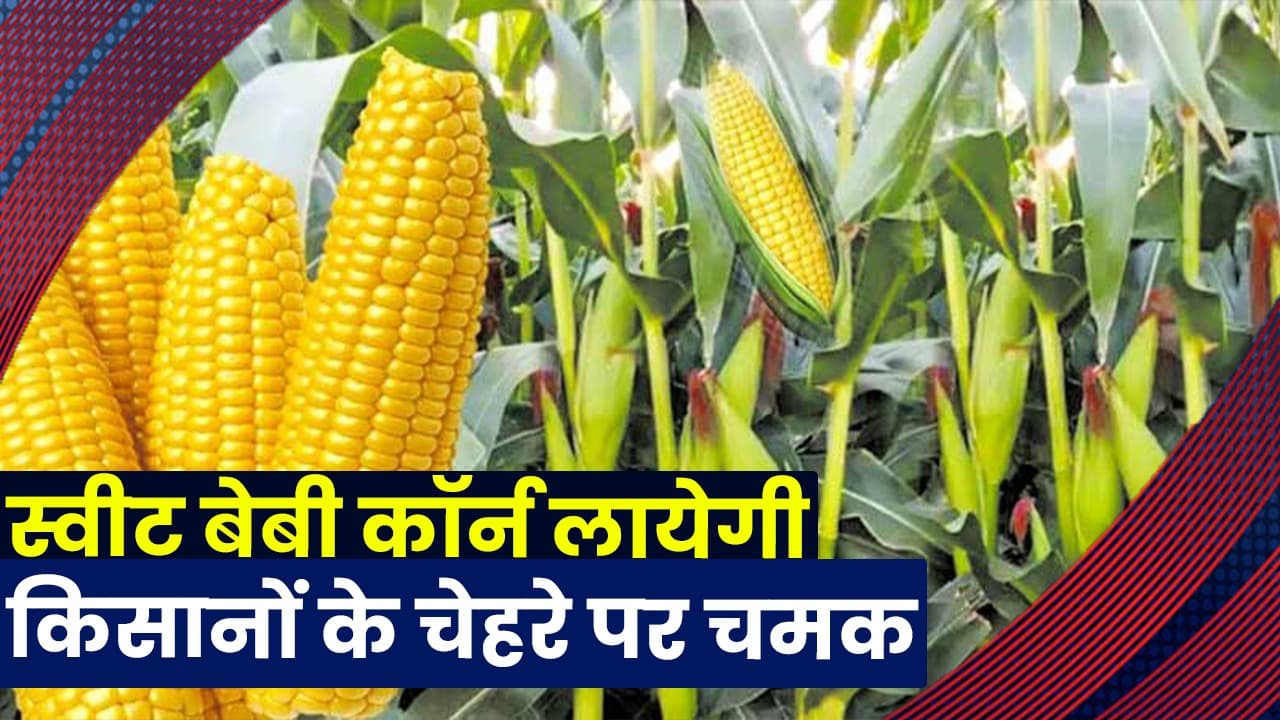 Cultivation of Sweet Baby Corn: स्वीट बेबी कॉर्न लायेगी किसानों के चेहरे पर चमक