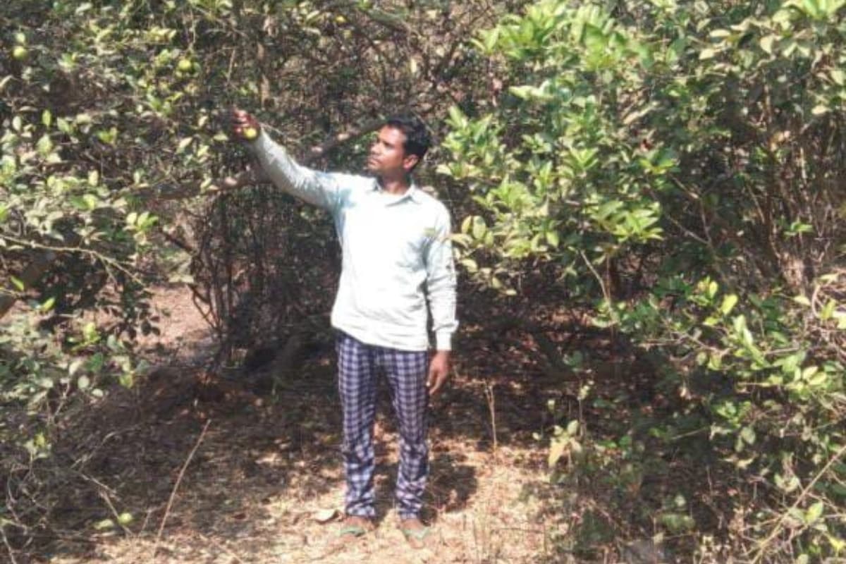 पूर्वी सिंहभूम के नक्सल प्रभावित क्षेत्र के किसान नींबू और इमली की खेती कर बन रहे आत्मनिर्भर