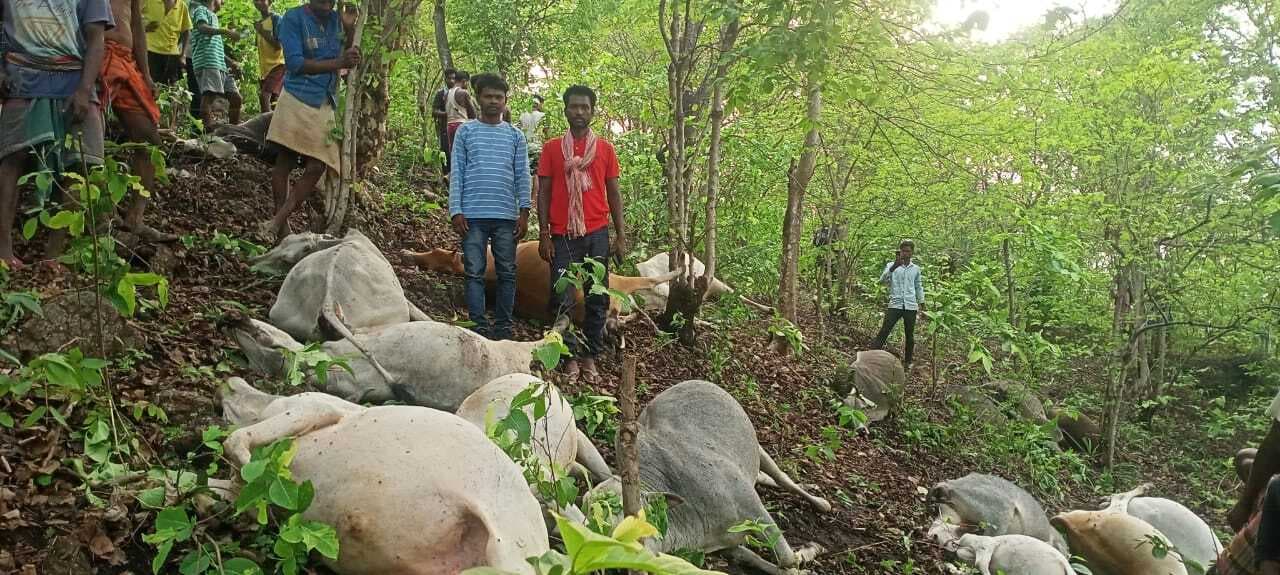 वज्रपात से 26 गाय-बैलें मरी, पशुपालकों ने मुआवजे की मांग