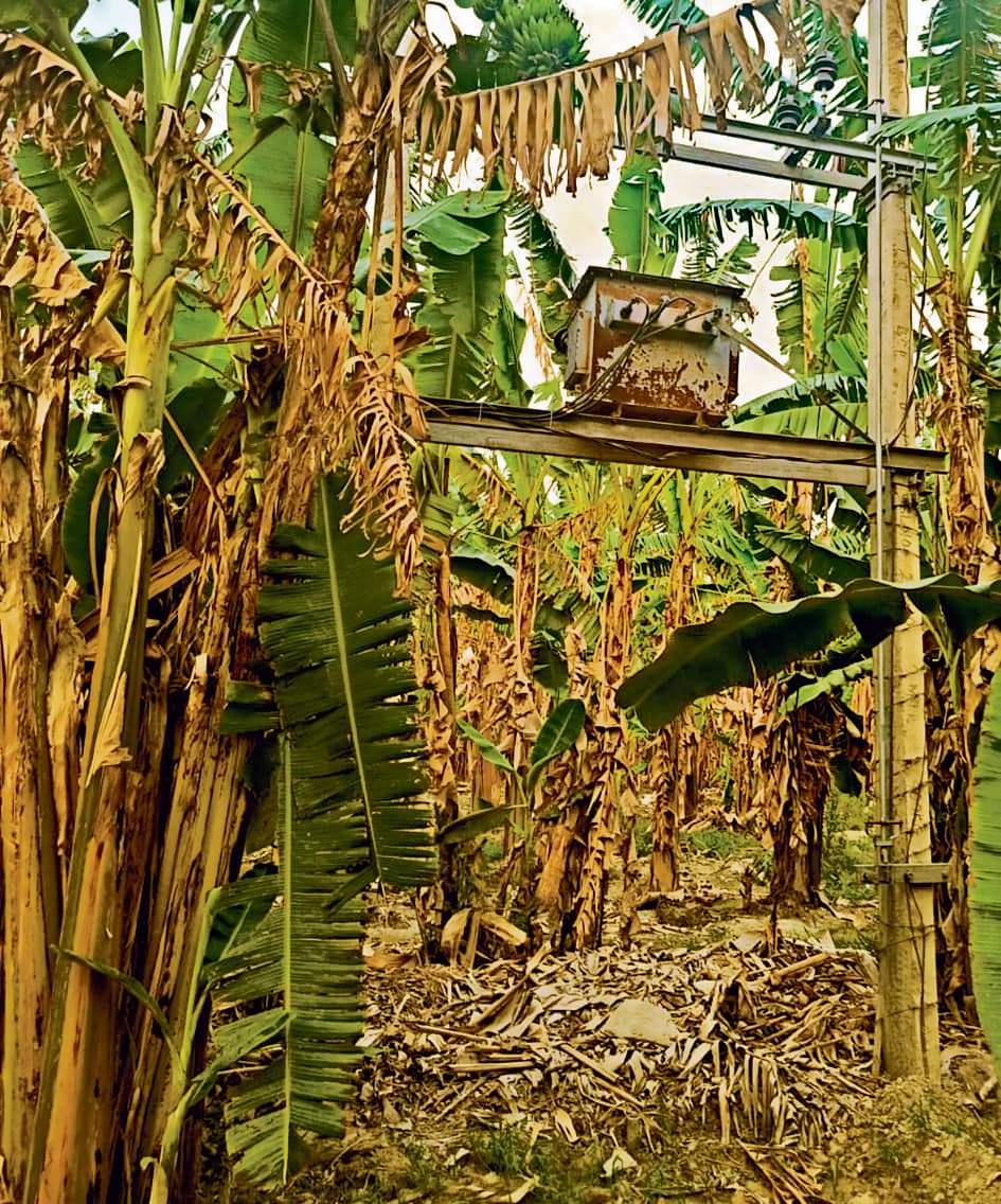 ट्रांसफॉर्मर नहीं बदले जाने से सूख गये दर्जनों एकड़ में लगे केले के पौधे