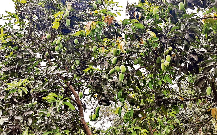 बारिश से लोगाें को मिली गर्मी से राहत, आम एवं सब्जी उत्पादक किसानों के खिले चेहरे