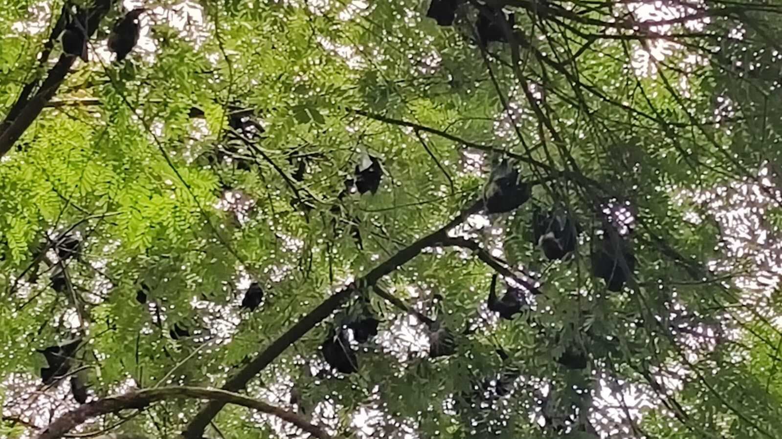 राजगांगपुर : प्रचंड गर्मी से चमगादड़ों के अस्तित्व को खतरा, वन विभाग उदासीन