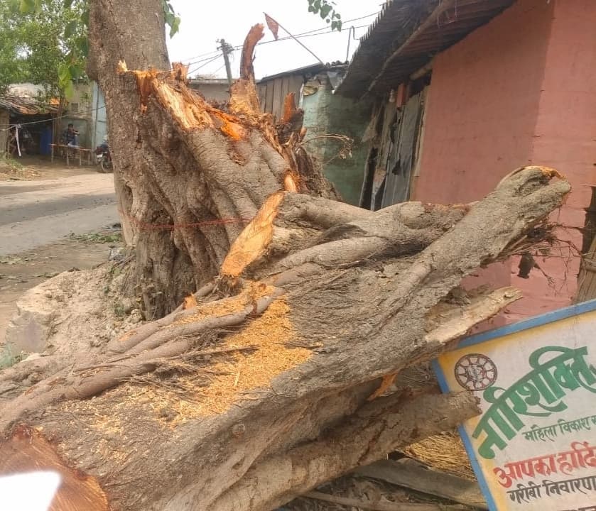घर के सामने पीपल का पेड़ गिरा, बाल-बाल बचे लोग