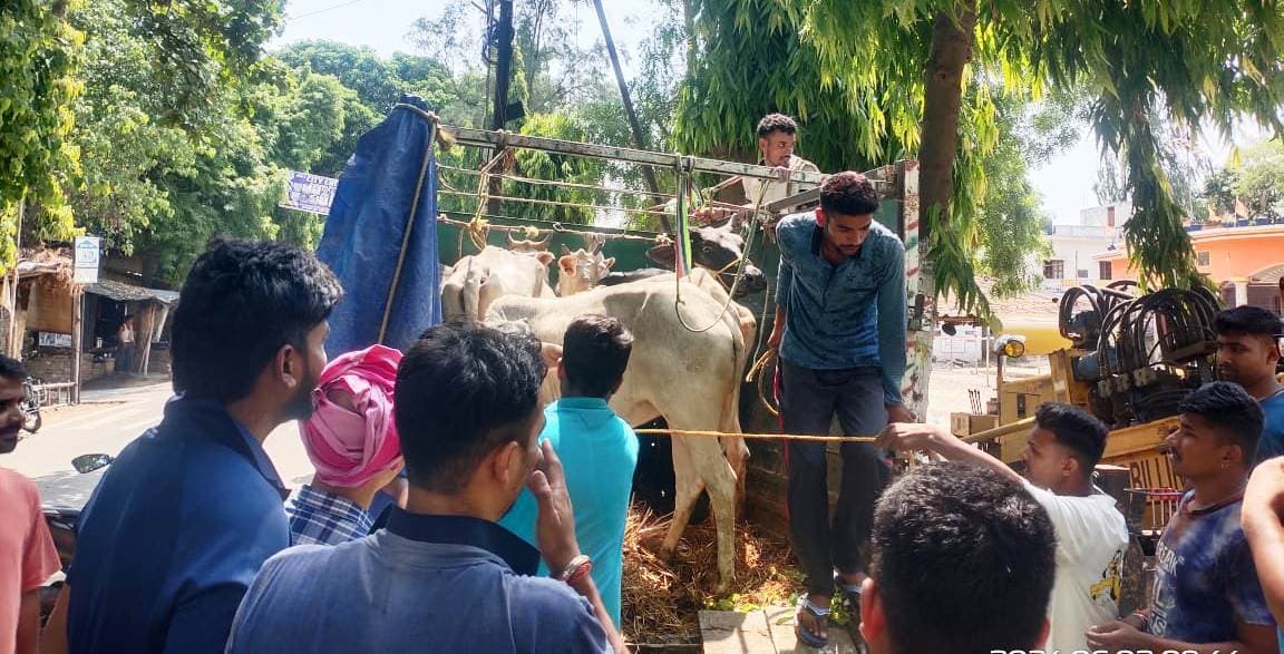 गाय लेकर जा रहा वाहन को ग्रामीणों ने पकड़ा, पुलिस ने पांच गाय को किया बरामद