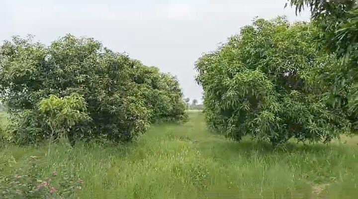 आम के बागीचे ने बदली दिलीप सिंह की किस्मत