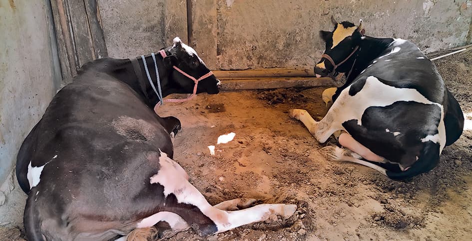 दुधारू पशुओं पर गर्मी की मार, सूख रही दूध की धार