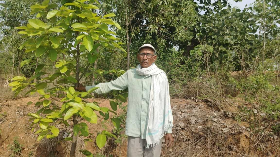 सेवानिवृत्त शिक्षक ने लगाये हैं तीन एकड़ जमीन पर पेड़