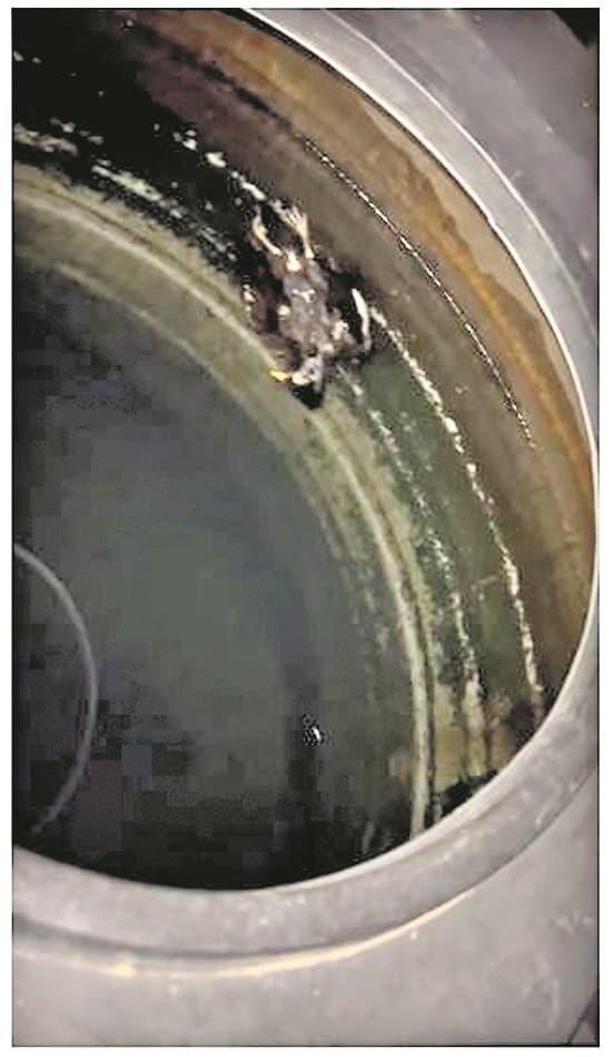 एनएलयू के मेस की टंकी में मिला मृत कबूतर, फिल्टर में कॉकरोच