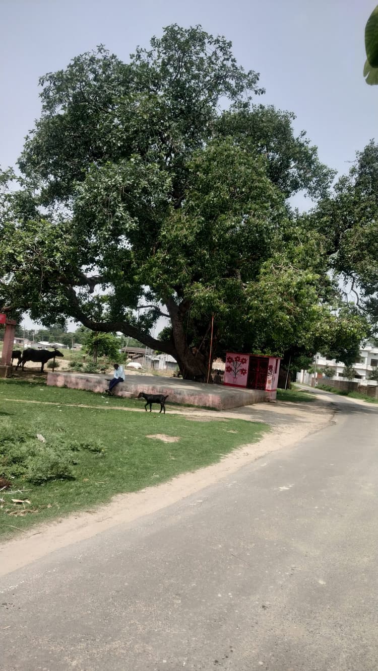 पीपल वृक्ष की परिक्रमा करने से मनुष्य की आयु में होती है वृद्धि