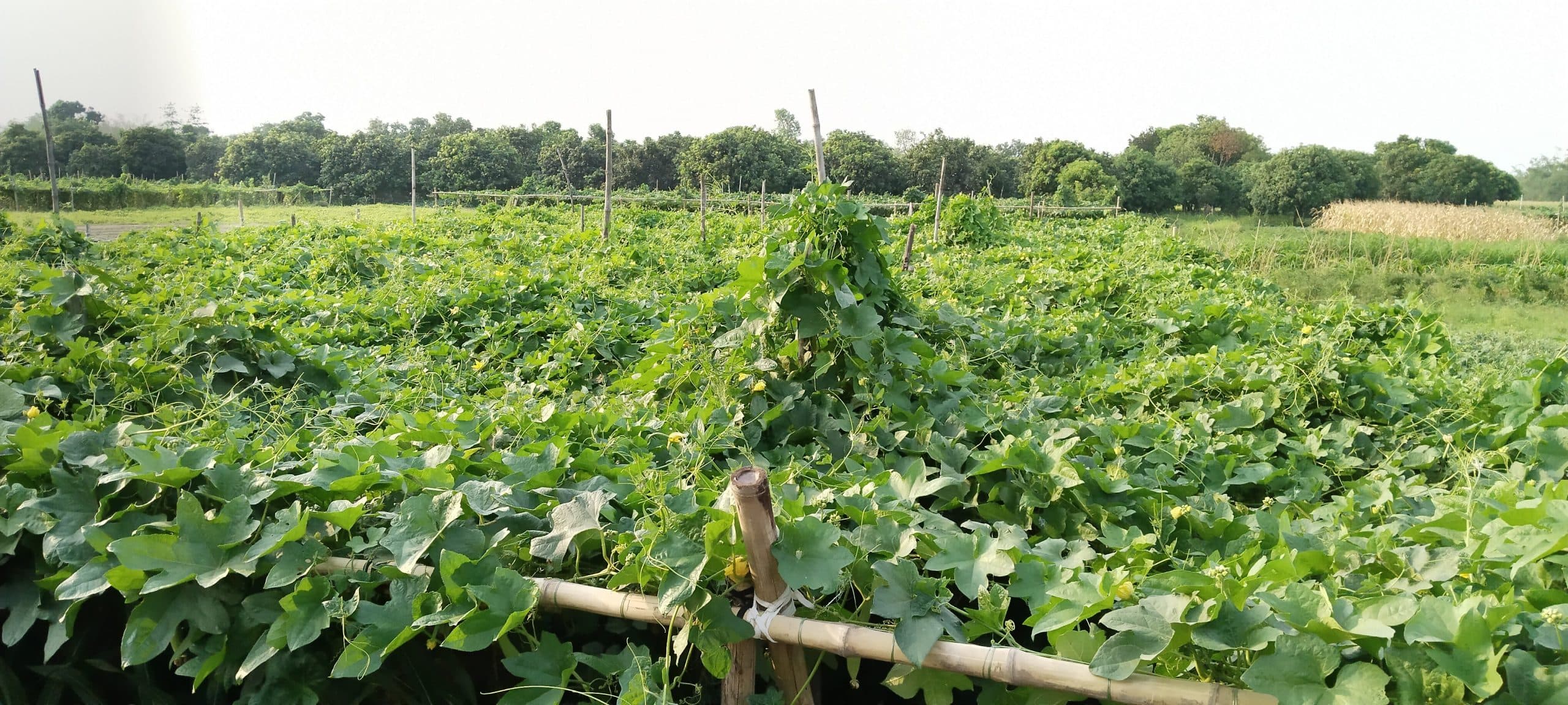 कोसी समेत बिहार के बाजारों में पहुंचती है अंदौली की सब्जियां