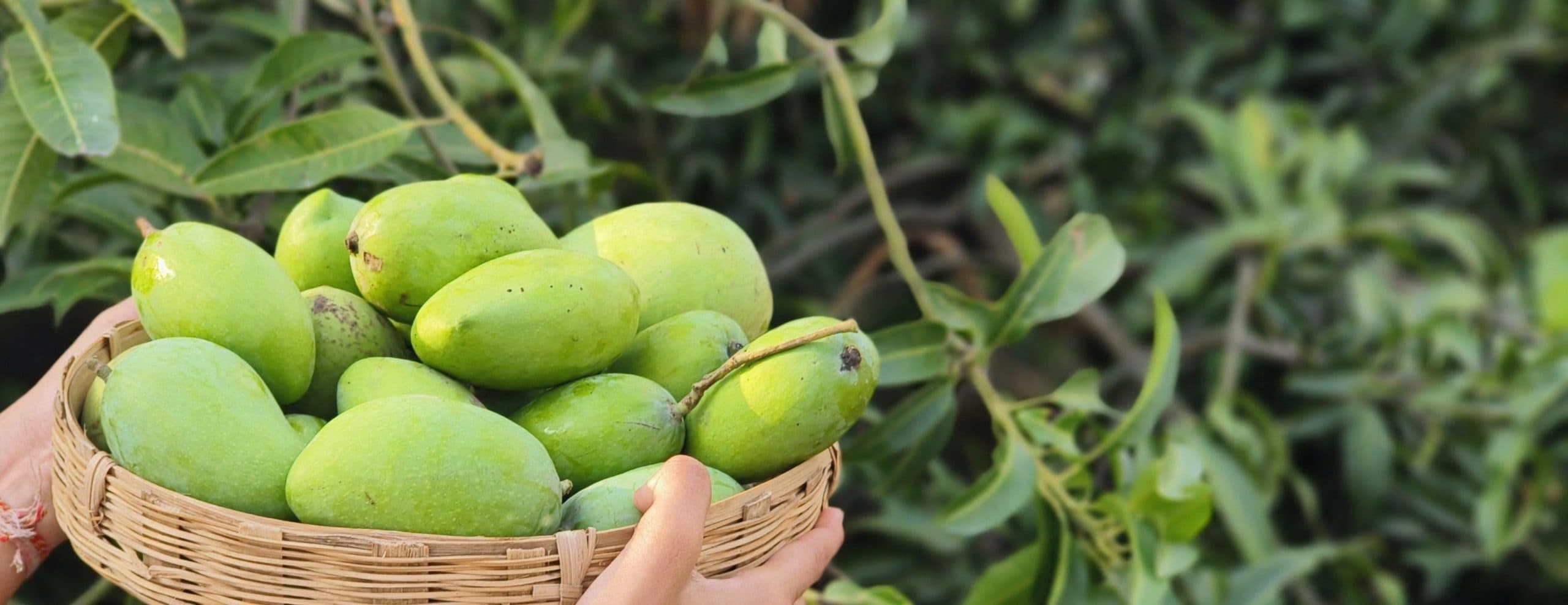 अपने अनोखे स्वाद व खुशबू के लिए मशहूर सूरजापुरी आम को नहीं मिल पायी है राष्ट्रीय स्तर पर पहचान