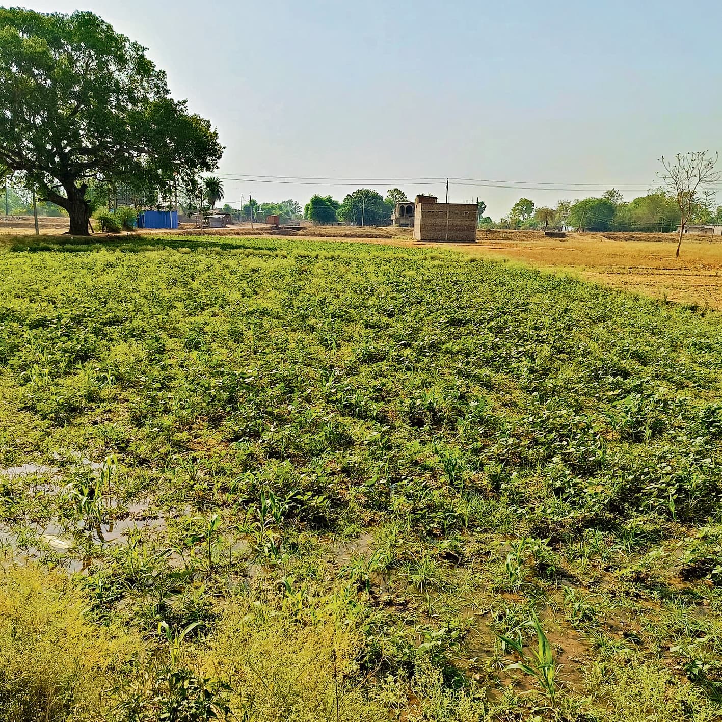 मूंग की खेती से किसानों का रुझान हो रहा खत्म