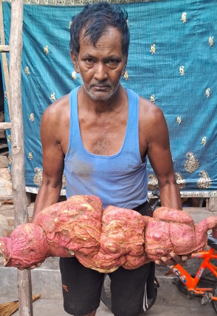 जरीडीह के किसान ने खेत में उगाया 17 किलो का शकरकंद