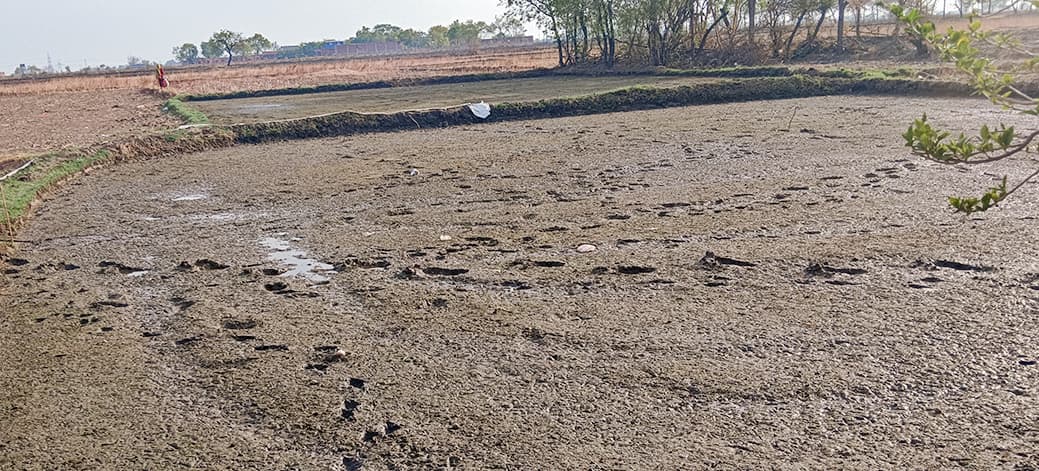 रोहिणी बरसे मृग तवे, कुछ-कुछ आदरा जाए, इतना होत बरसा, स्वान भात न खाय