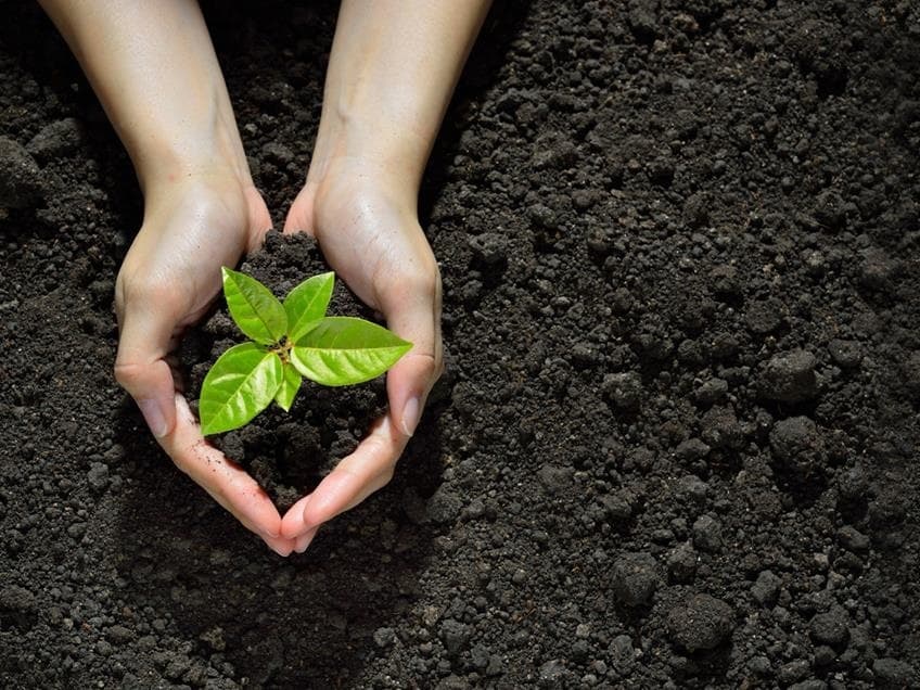 प्लांटेशन के लिए काम शुरू, बारिश होते ही लगेंगे पौधे