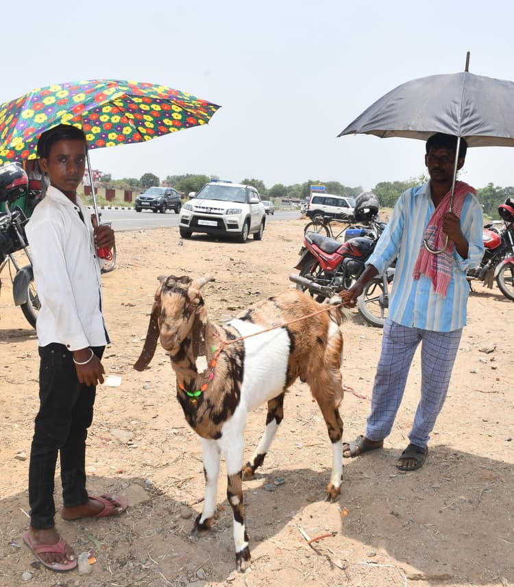 बकरीद को लेकर बकरी बाजार में बढ़ी रौनक