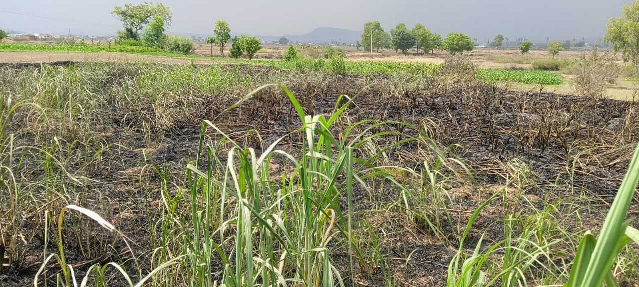 गन्ने के खेत में आग लगने से डेढ़ लाख का नुकसान