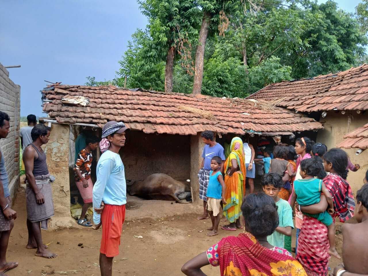 बाउरी टोला में वज्रपात से मवेशी मरे