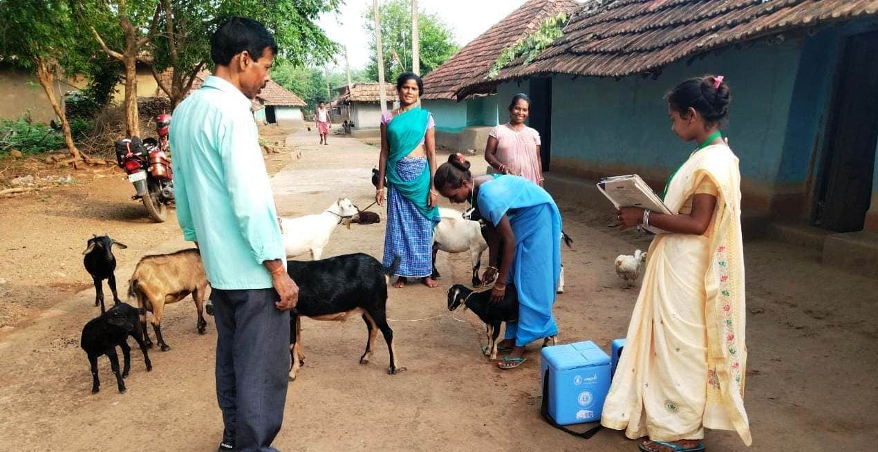 भेड़-बकरियों को पीपीआर से बचाने के लिए जेएसएलपीएस चला रही है टीकाकरण अभियान