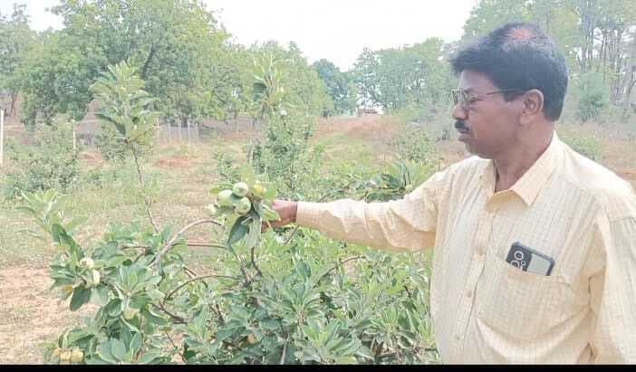 पहाड़ी भूमि पर उगाया हरा सेब , यू ट्यूब से ली प्रेरणा, सरकारी सहायता का इंतजार