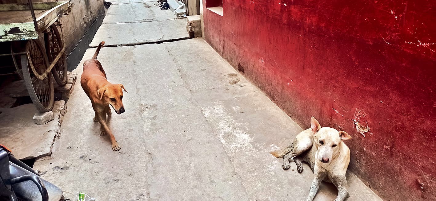 रौबदार कुत्तों को मिलता है एंटी रैबीज का टीका, आवारा भगवान भरोसे