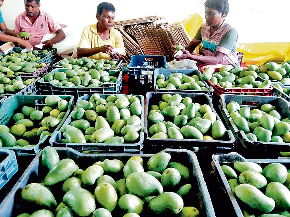 उत्पादन में कमी, फिर भी देश का दिल जीतने को तैयार बांकुड़ा के आम