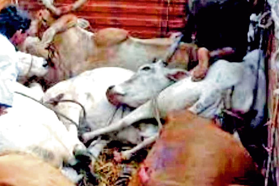 पशु तस्करी का सेफ कॉरिडोर बन गया है बीरभूम