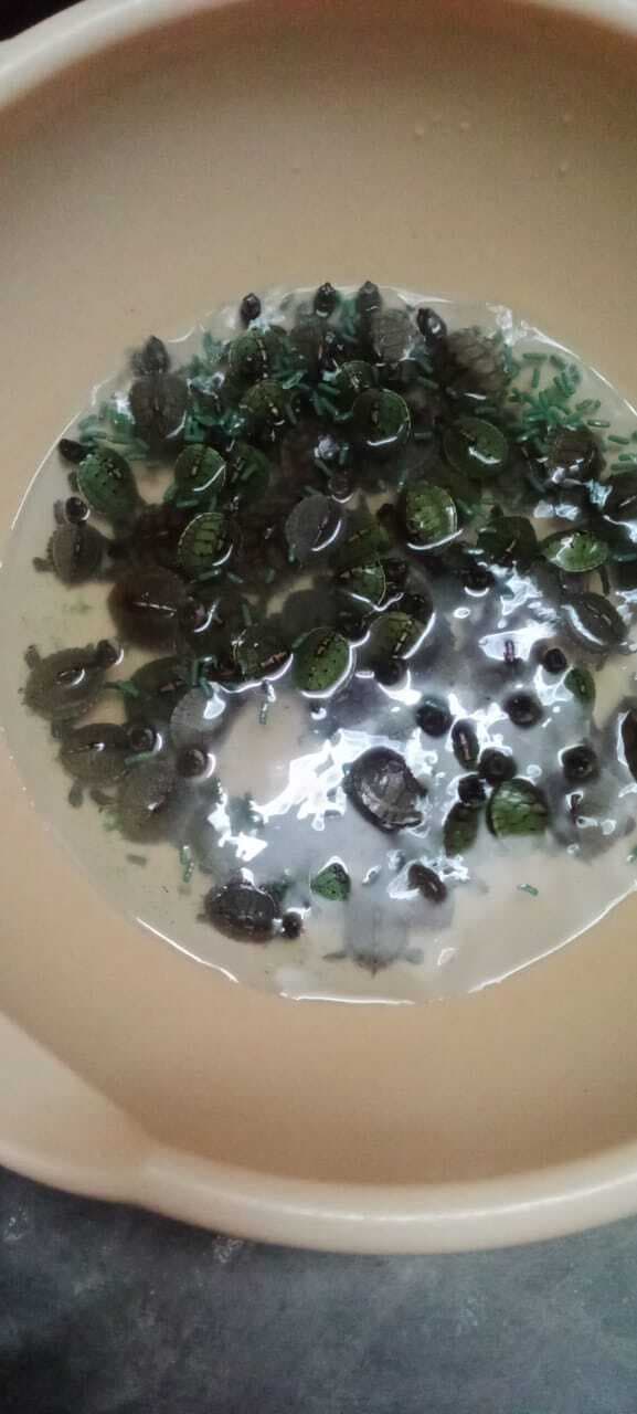 गोविंद मित्रा मार्ग से 164 दुर्लभ कछुए जब्त, महिला गिरफ्तार