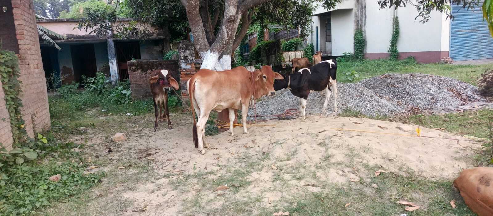 आशियाने के इंतजार में बेजुबान मवेशी