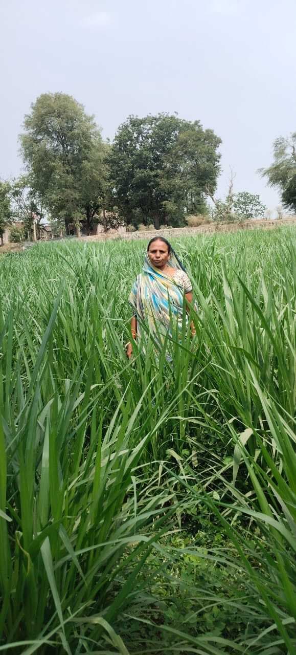 दूध बेचकर अच्छी कमाई कर रहे बड़कागांव के किसान