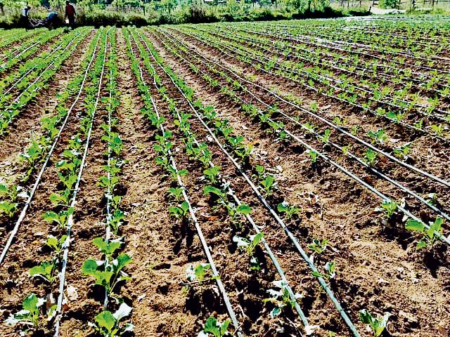 सूक्ष्म सिंचाई योजना : किसान अपनाएं टपक सिंचाई पद्धति, कम पानी में होगी अच्छी पैदावार