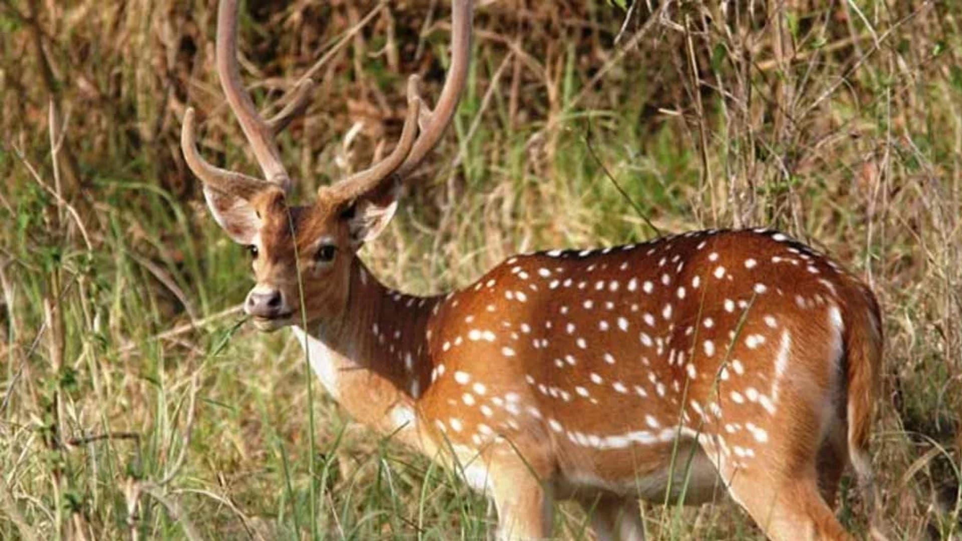 पीटीआर में बाघों के लिए छोड़े जायेंगे हिरण व चीतल