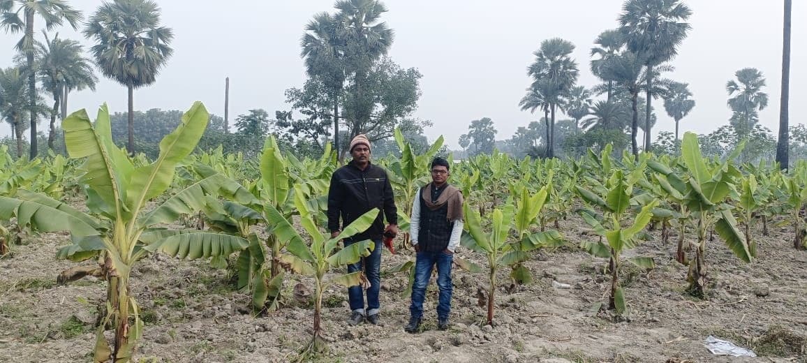 प्रखंड क्षेत्र में किसानों में पौधरोपण का जुनून चढ़ रहा परवान