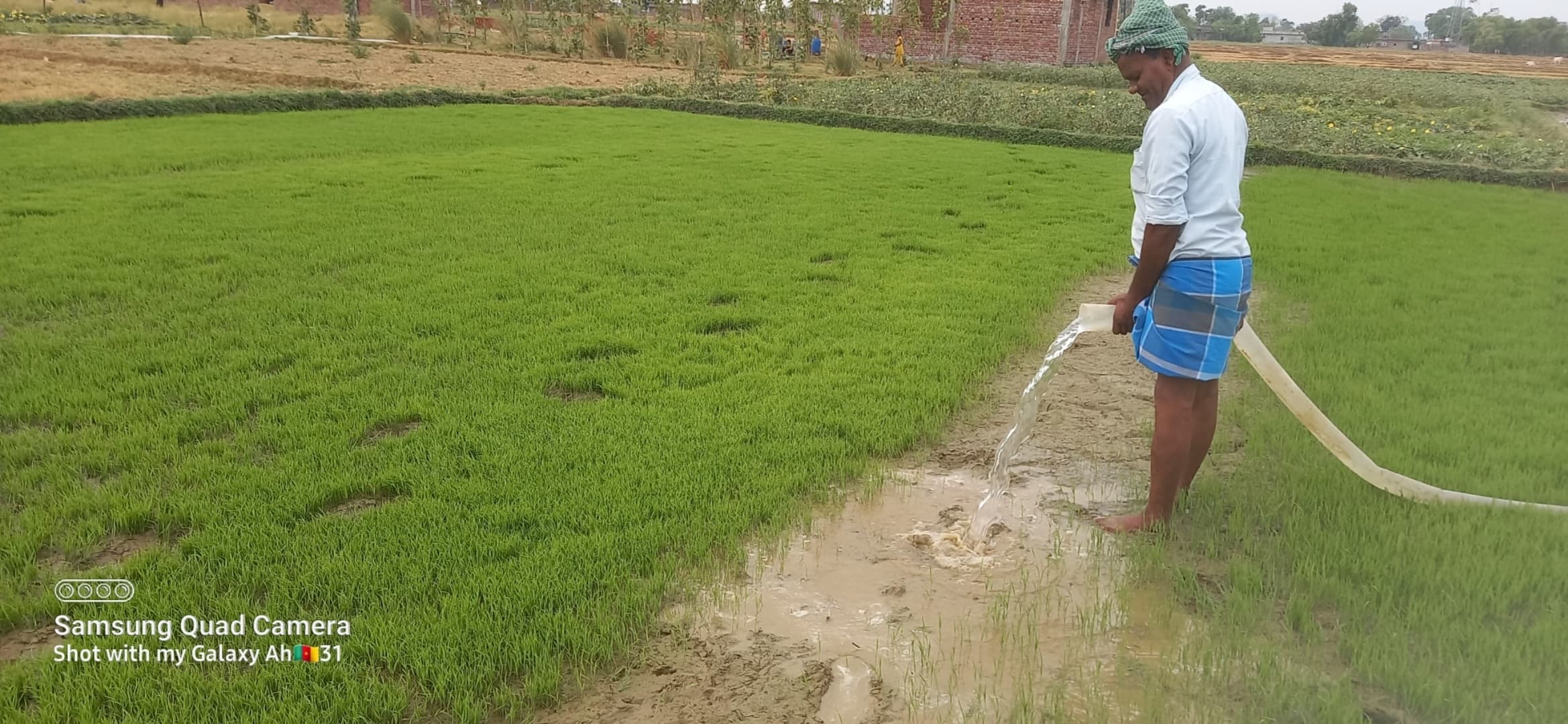 किसान परेशान, मोटर चलाकर बिचड़ा बचाने को मजबूर