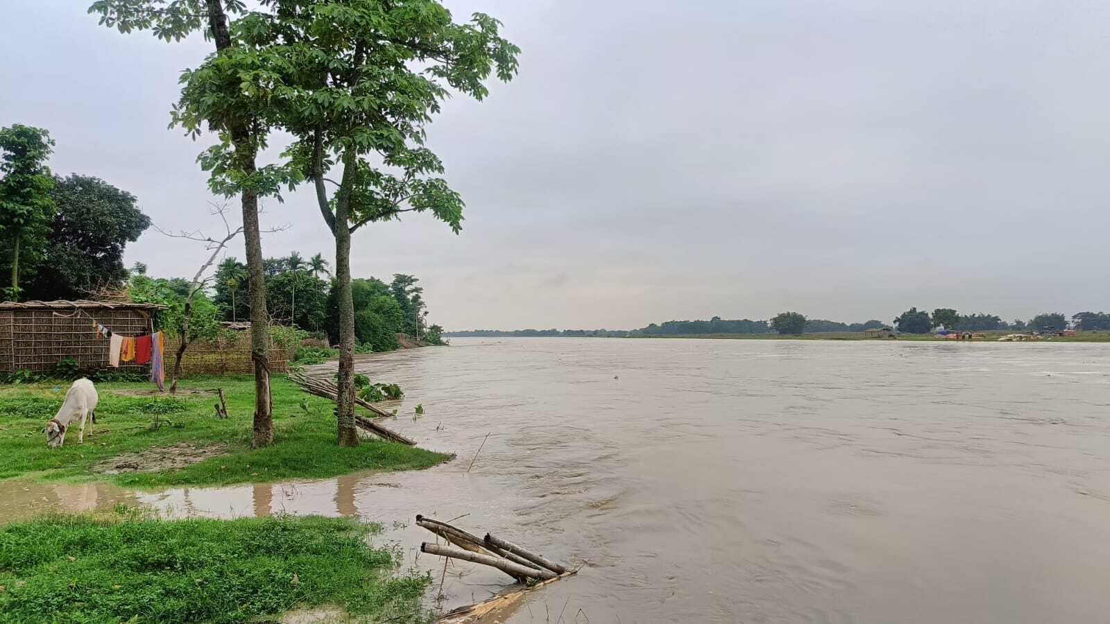 टेढ़ागाछ प्रखंड की नदियां उफनाई, नाव का परिचालन बाधित, उपजाउ खेत कटाव की चपेट में