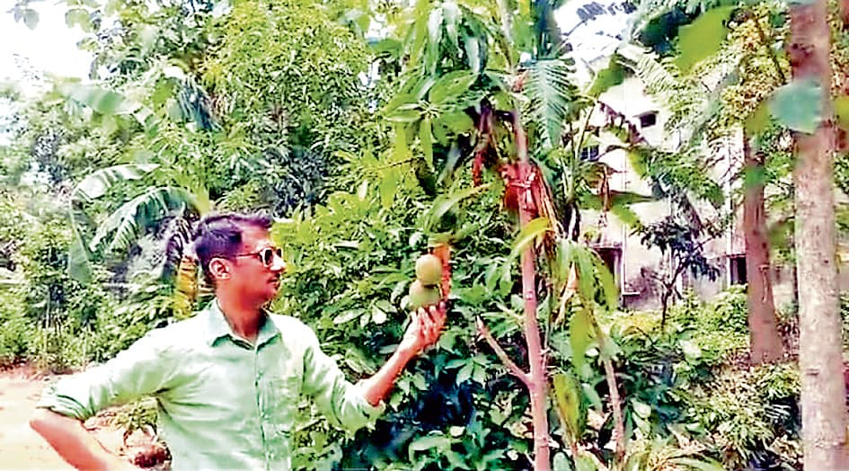 विदेशी प्रजाति के आम के पौधे लगा कर सुर्खियों में हैं पांडुआ के पार्थ