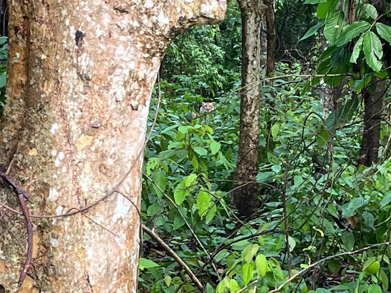 सफारी के दौरान पर्यटक को हुआ बाघ का दीदार, पर्यटक हुए रोमांचित