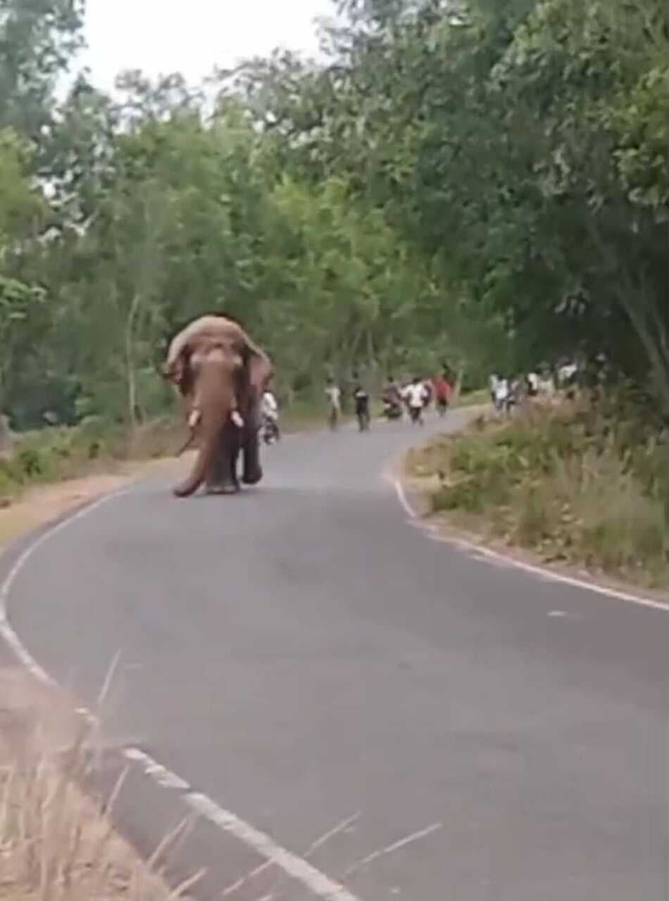 चाकुलिया सड़क पर आया हाथी, एक घंटा आवागमन ठप