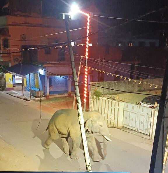 चाकुलिया बाजार में घुसा जंगली हाथी, मची अफरातफरी