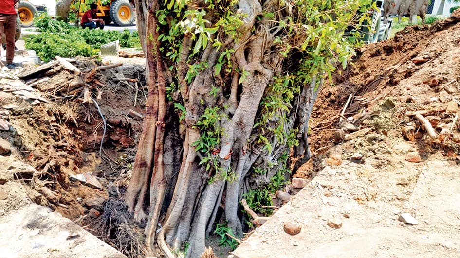 फोर्ट विलियम में चक्रवात से   उखड़े पेड़ों को किया गया प्रत्यारोपित