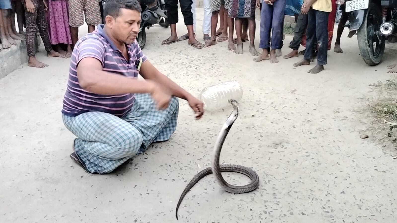 रिहायशी इलाके में कोबरा को देख भयभीत हुए ग्रामीण