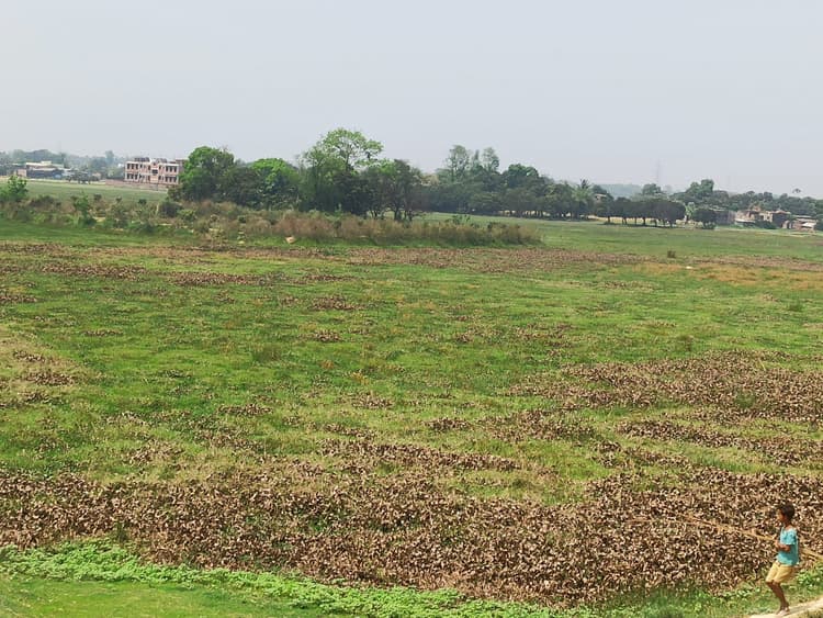 30 साल में पांच गांव के दो हजार एकड़ जमीन में फैल रहा जलकुंभी