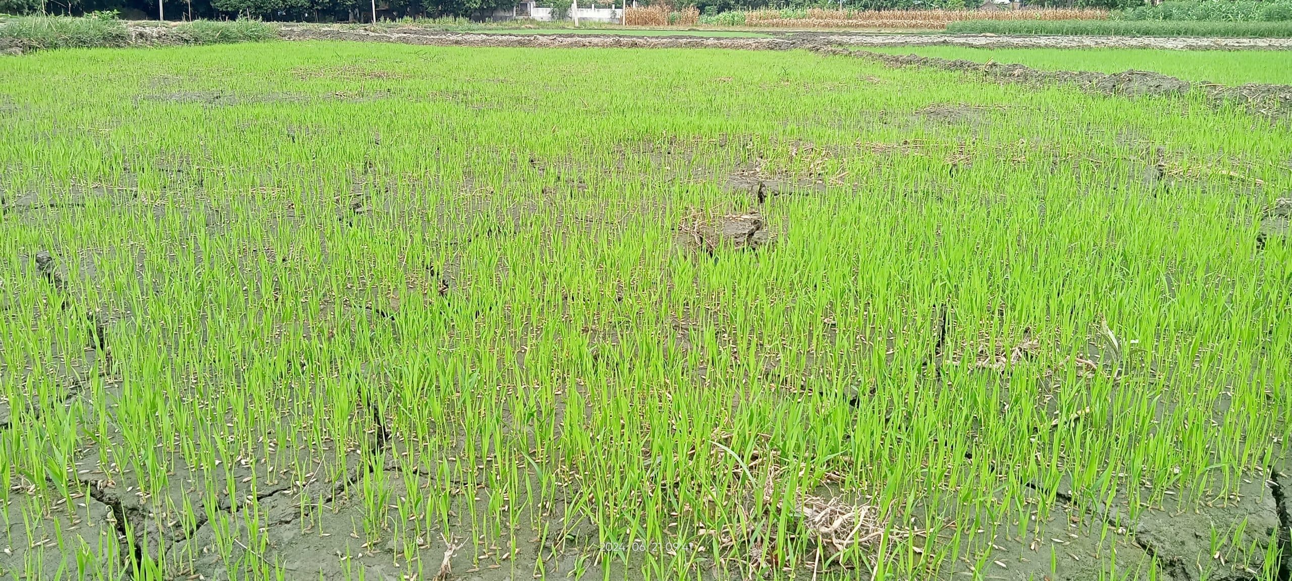 मौसम के भरोसे खरीफ की कार्ययोजना, माॅनसून पर टिकी किसानों की निगाहें