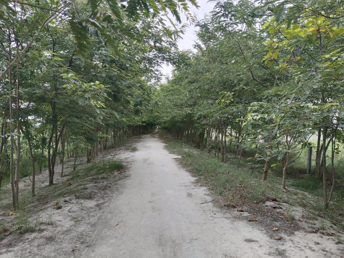 मोहिउद्दीननगर में लगाये जायेंगे 34000 से अधिक पौधे