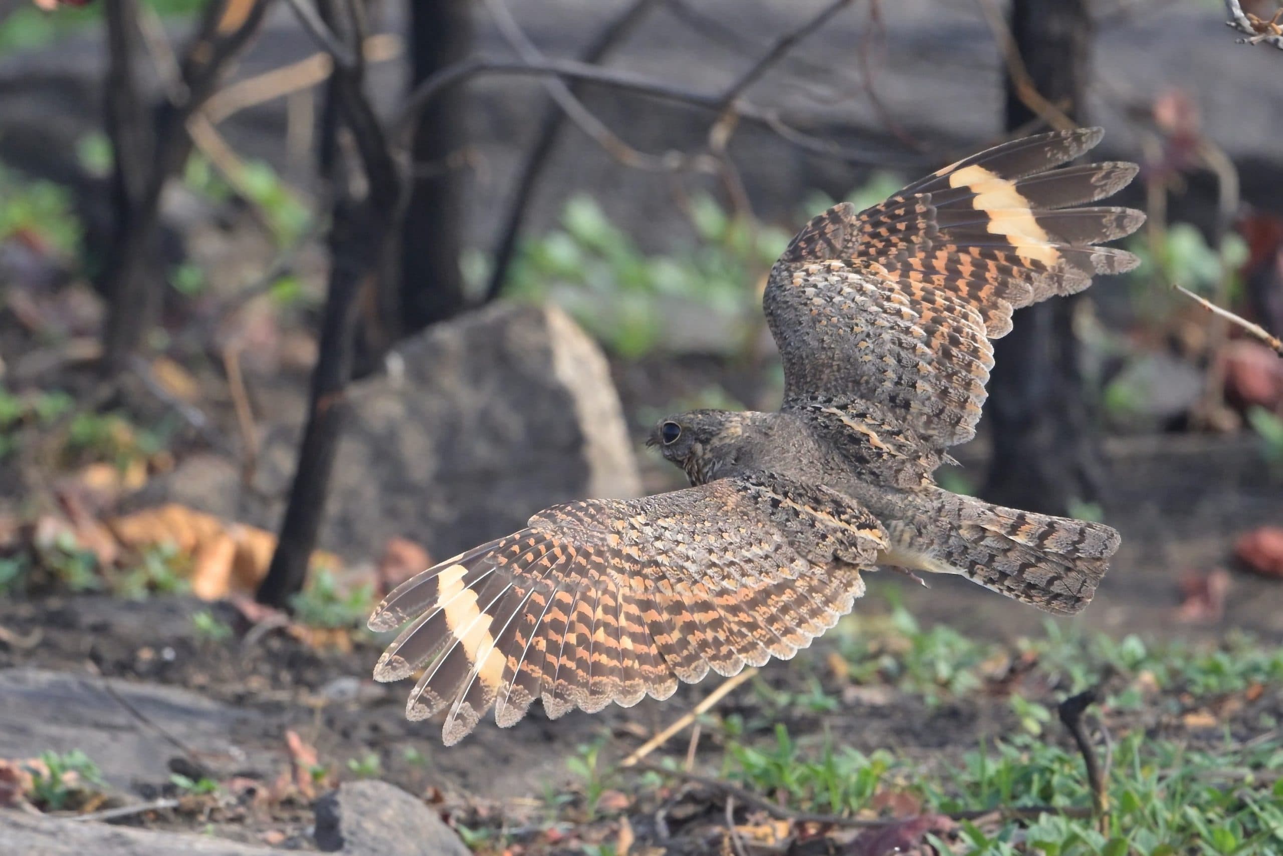 रांची के होरहाप जंगल और पिठोरिया में दिखा सवाना नाइटजार पक्षी